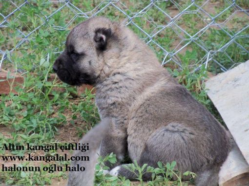  genç kangal